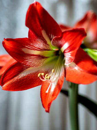 gentle beautiful large red Amaryllis flowers on the windowsillの写真素材