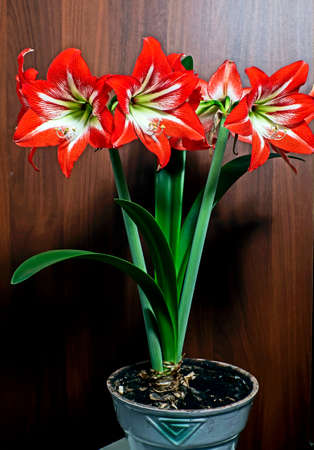 gentle beautiful large red Amaryllis flowers on the windowsillの写真素材