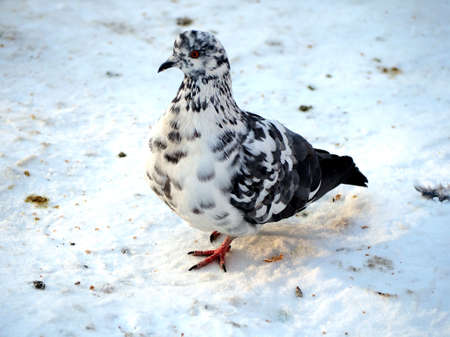 white mottled pigeon is sitting on the snowの写真素材