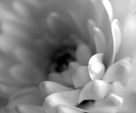 fresh, delicate white flowers with the Latin name Chrysanthemum, in a bouquet, macro, black and white pictureの写真素材