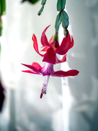 pink Christmas cactus flower with the Latin name Schlumberger on the windowsillの写真素材