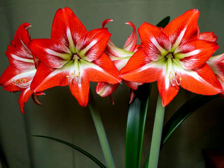 Large flowering amarillis or Hippeastrumの写真素材