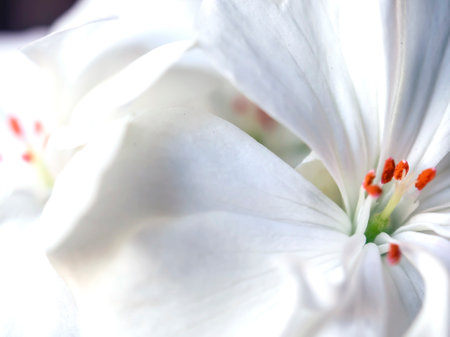 fragile delicate white geranium flower close up in a pot on the windowsillの写真素材