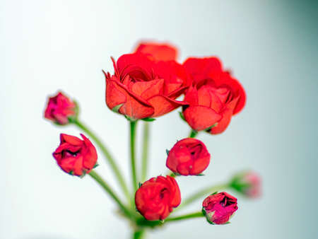 double red geranium flowers on a blurry background, macro, narrow focus areaの写真素材