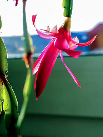 pink Christmas cactus flower with the Latin name Schlumberger on the windowsillの写真素材