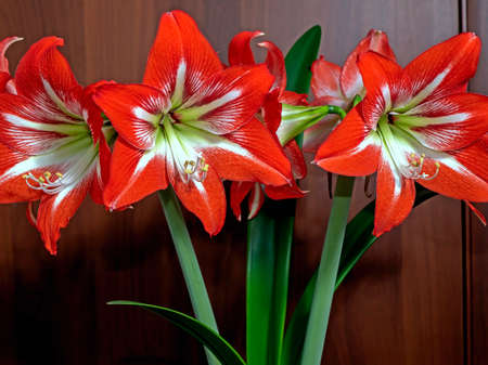 large red Amaryllis flowers bloom on the windowsillの写真素材