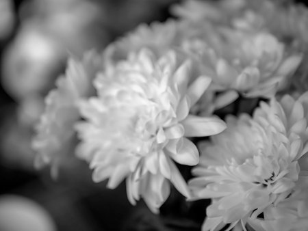 fresh, delicate white flowers with the Latin name Chrysanthemum, in a bouquet, macro, black and white pictureの写真素材