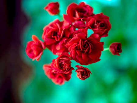 double red geranium flowers on a blurry background, macro, narrow focus area