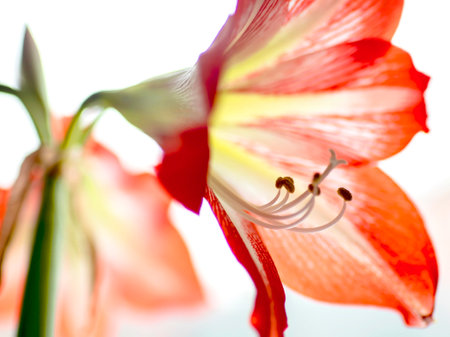 gentle beautiful large red Amaryllis flowers on the windowsillの写真素材