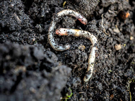 earthworms in the spring on the bed after diggingの写真素材