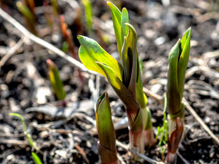 bear onion, a plant with the Latin name Allium ursinum in the garden in the spring, a useful vitamin...