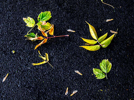 bright yellow autumn leaves on dark wet asphalt