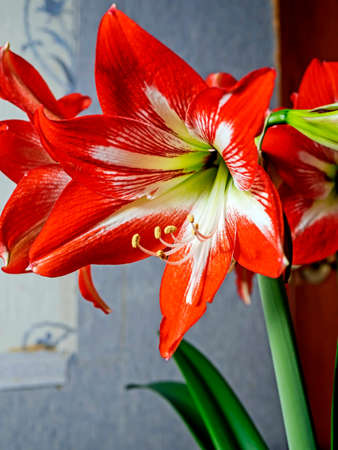 gentle beautiful large red Amaryllis flowers on the windowsillの写真素材