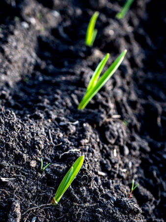 shoots of green garlic on a bed in the gardenの写真素材