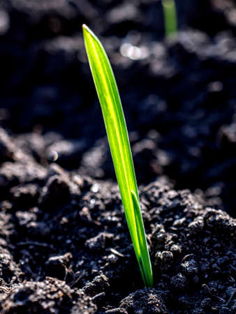 shoots of green garlic on a bed in the gardenの写真素材