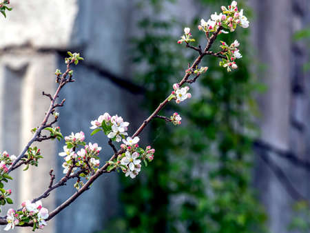 branches of a blooming apple tree with pink beautiful flowers on a blurred natural background