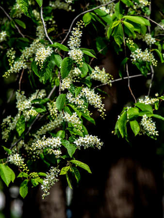 bird cherry, a plant with the Latin name Prunus padus, branches illuminated by the sunの写真素材