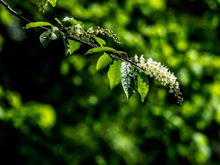bird cherry, a plant with the Latin name Prunus padus, branches illuminated by the sunの写真素材