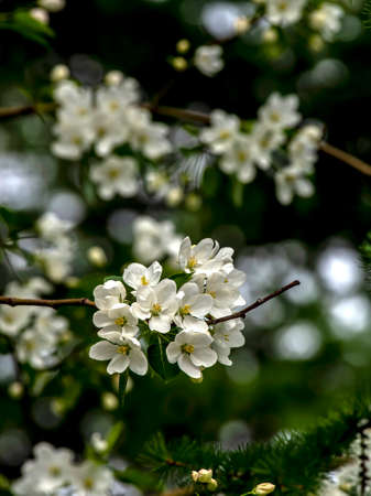 branches of a blooming apple tree with white beautiful flowers on a blurred natural background
