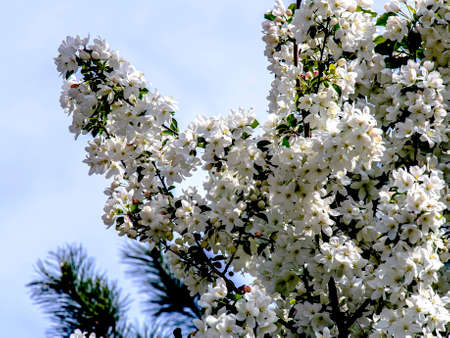 branches of a blooming apple tree with white beautiful flowers on a blurred natural background