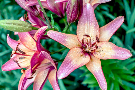 lilac lilies with raindrops bloom in the gardenの写真素材
