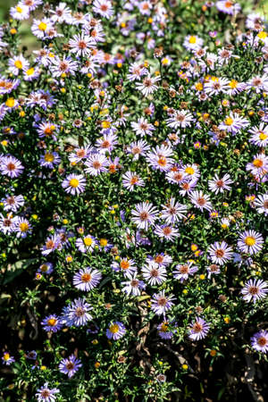 Bush bright lilac autumn flowers with the Latin name Symphyotrichum novi-belgii bloom in autumnの写真素材