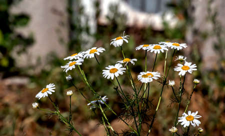 bright white daisies in the garden on a blurred natural backgroundの写真素材