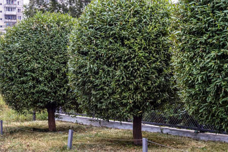 trees trimmed in the shape of balloonsの写真素材