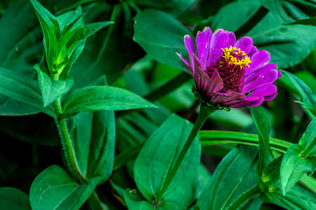 bright purple flower with Latin name Zinniaの写真素材