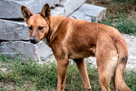 sad lonely red dog is standing near the road