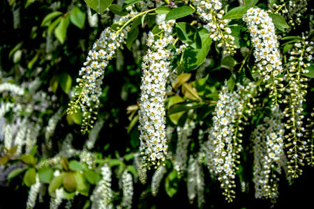 bird cherry, a plant with the Latin name Prunus padus, branches illuminated by the sun