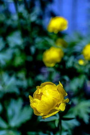 bloomed European swimsuit on the background of blurred natural greenery, soft focus