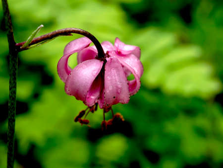 Lily martagon, a beautiful forest pink flower with morning dew drops on the petals, macroの写真素材