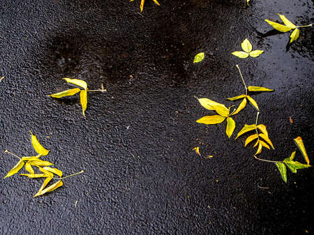 bright yellow autumn leaves on dark wet asphaltの写真素材