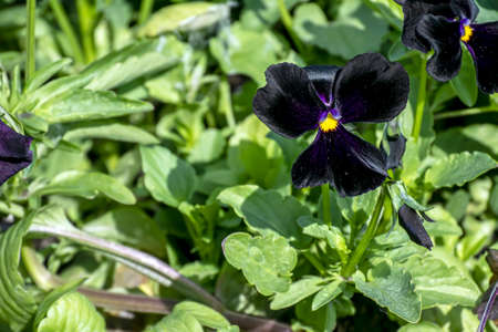 funny bright fresh black pansies on flower bedsの写真素材