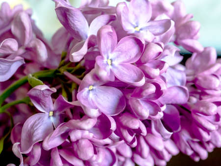 bright beautiful bouquet of lilacs in a vase on the table near the windowの写真素材