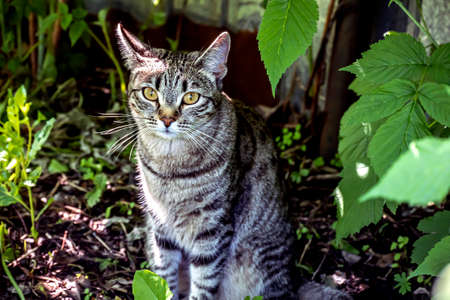 cat is sitting in a garden among greenery on a blurry natural backgroundの写真素材