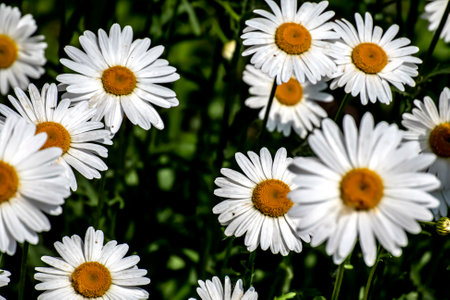 bright white daisies in the garden on a blurred natural backgroundの写真素材