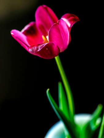 red tulips in a vase on a blurry dark background