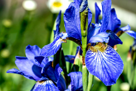 bright blooming blue iris in the garden against the background of natural greenery