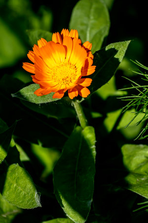 yellow calendula flower, a plant with the Latin name Calendula officinalis, is used in medicineの写真素材