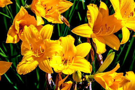 fresh bright yellow lily flowers in the garden illuminated by the sun