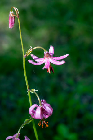 flower forest Lily with latin name Lilium martagon, medicinal plants included in the red book, just bloomedの写真素材