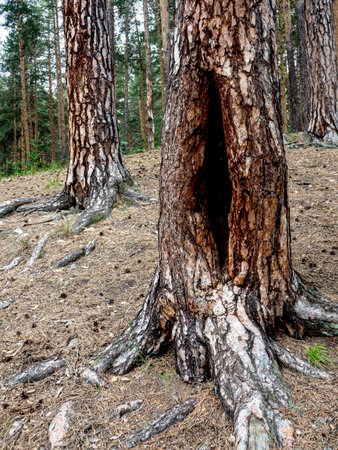 trunk of a pine tree with a large hollow at the bottom