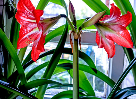 gentle beautiful large red Amaryllis flowers on the windowsillの写真素材
