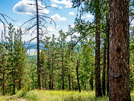 trees growing on the mountainside in summer, southern Urals