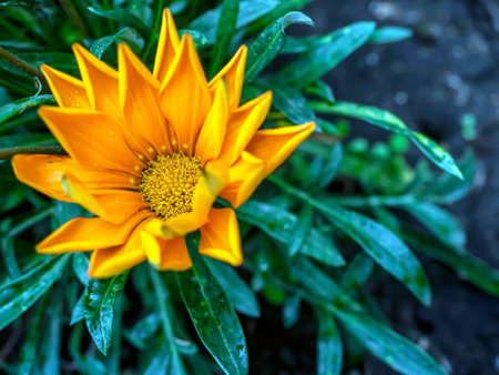 beautiful yellow flower with the Latin name Gazania with a pointed shape of petals, macroの写真素材