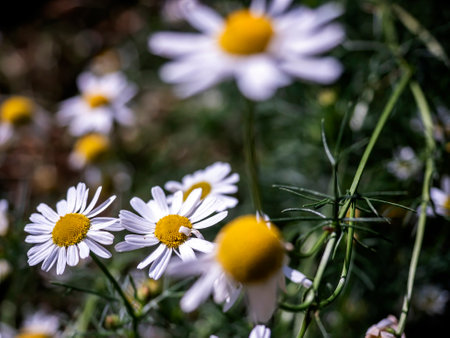 white daisies on a blurred green natural background
