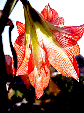 gentle beautiful large red Amaryllis flowers on the windowsill