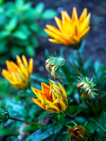 beautiful yellow flower with the Latin name Gazania with a pointed shape of petals, macroの写真素材
